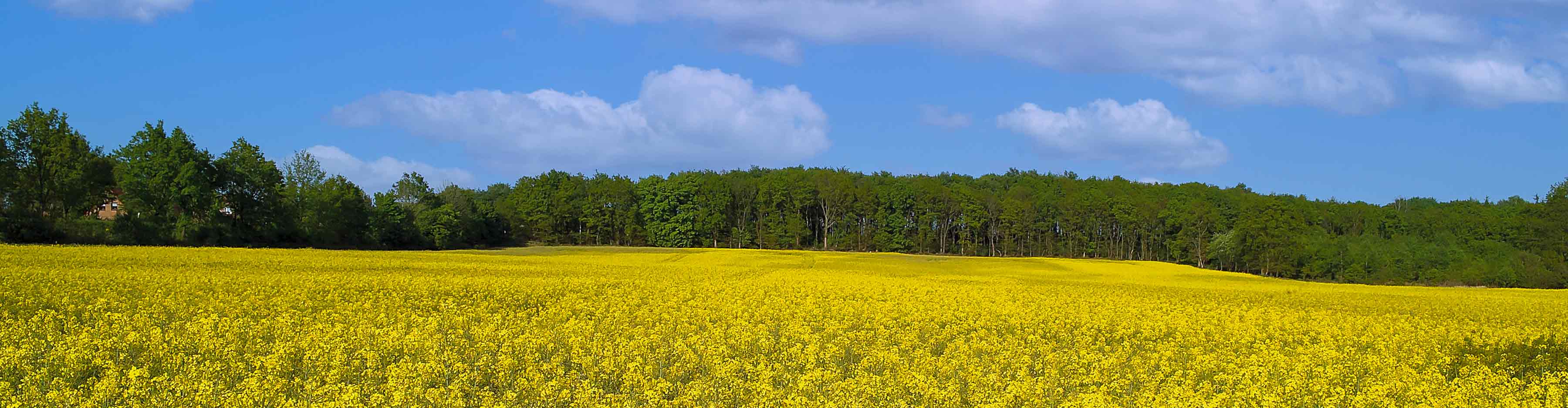 Rapsfeld in MecklenburgVorpommern
